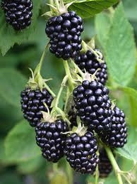 Navaho Thornless Blackberry Plants
