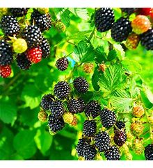 Black Satin Blackberry, Rubus subgenus Rubus Watson 'Black Satin