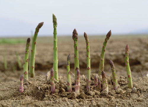 MacDonald, rhubarb plant