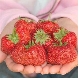 Sparkle Strawberry Plant