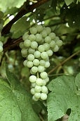 Buy Online Vanessa Red Grape Vine With Sweet, Seedless Type Of Fruit. –  Maya Gardens, Inc.