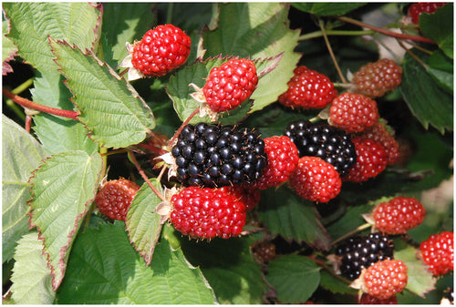 Kiowa Blackberry Bush