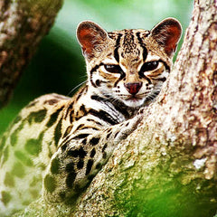Leopardo Asiático