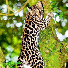 Leopardo Asiático