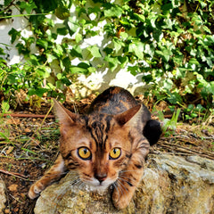 Gato Bengalí Marble