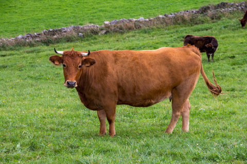 cattle