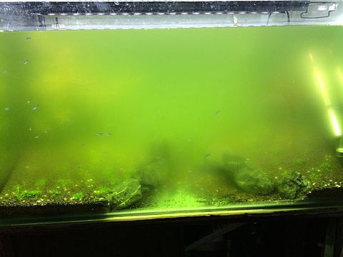 Hair algae problem in Neocaridina tank with baby shrimplettes - Plants,  Algae, and Fertilizers - C.A.R.E.