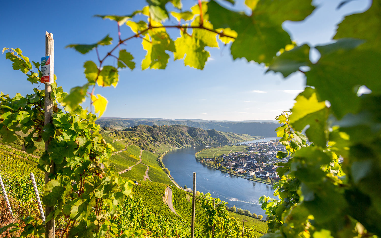 Vineyards in the Mosel, like Rheingau, are on steep south-facing slopes of the river, where they catch the maximum sunshine in this cool region.