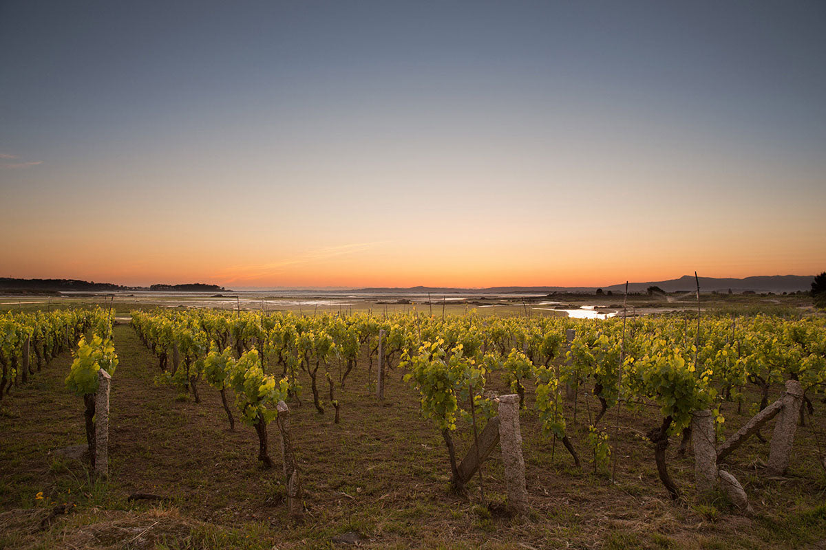 Some of Eulogio Pomares' exceptional Albariño vineyards