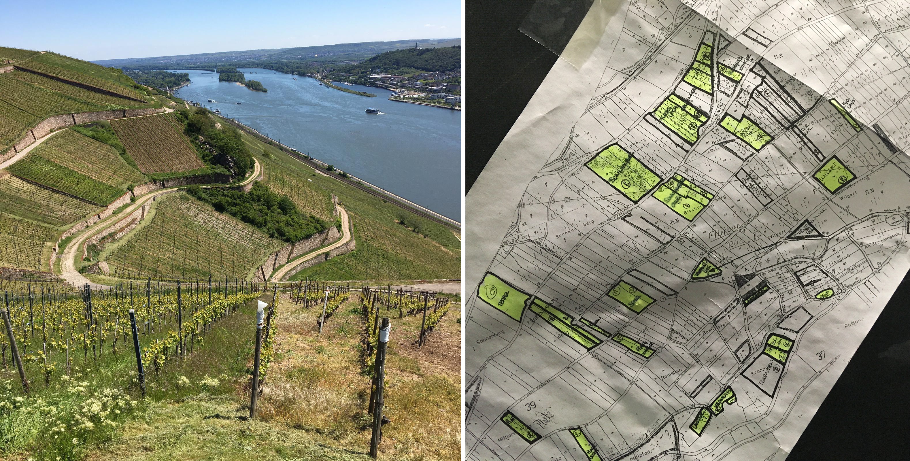 Breuer vineyards in Rheingau. Map of their parcels.