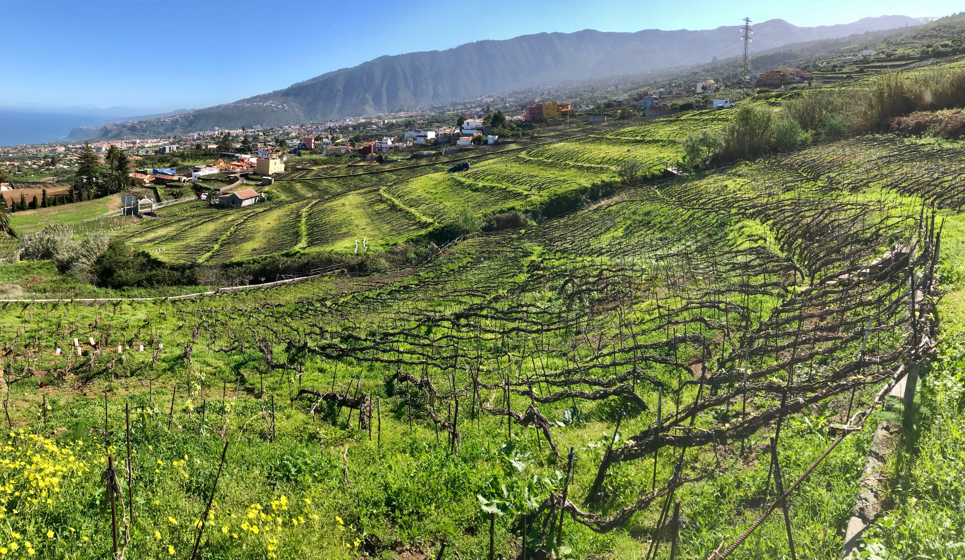 View over Suertes del Marques vineyards in Tenerife. Vines are trained in braided cordons known locally as cordon trenzado.