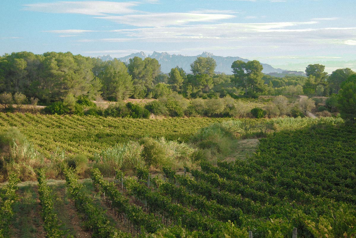 The unique terroir of the mountainous Penedès region