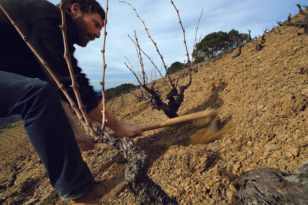 Dominik Huber from Priorat project Terroir Al Limit get hands-on in the vineyard