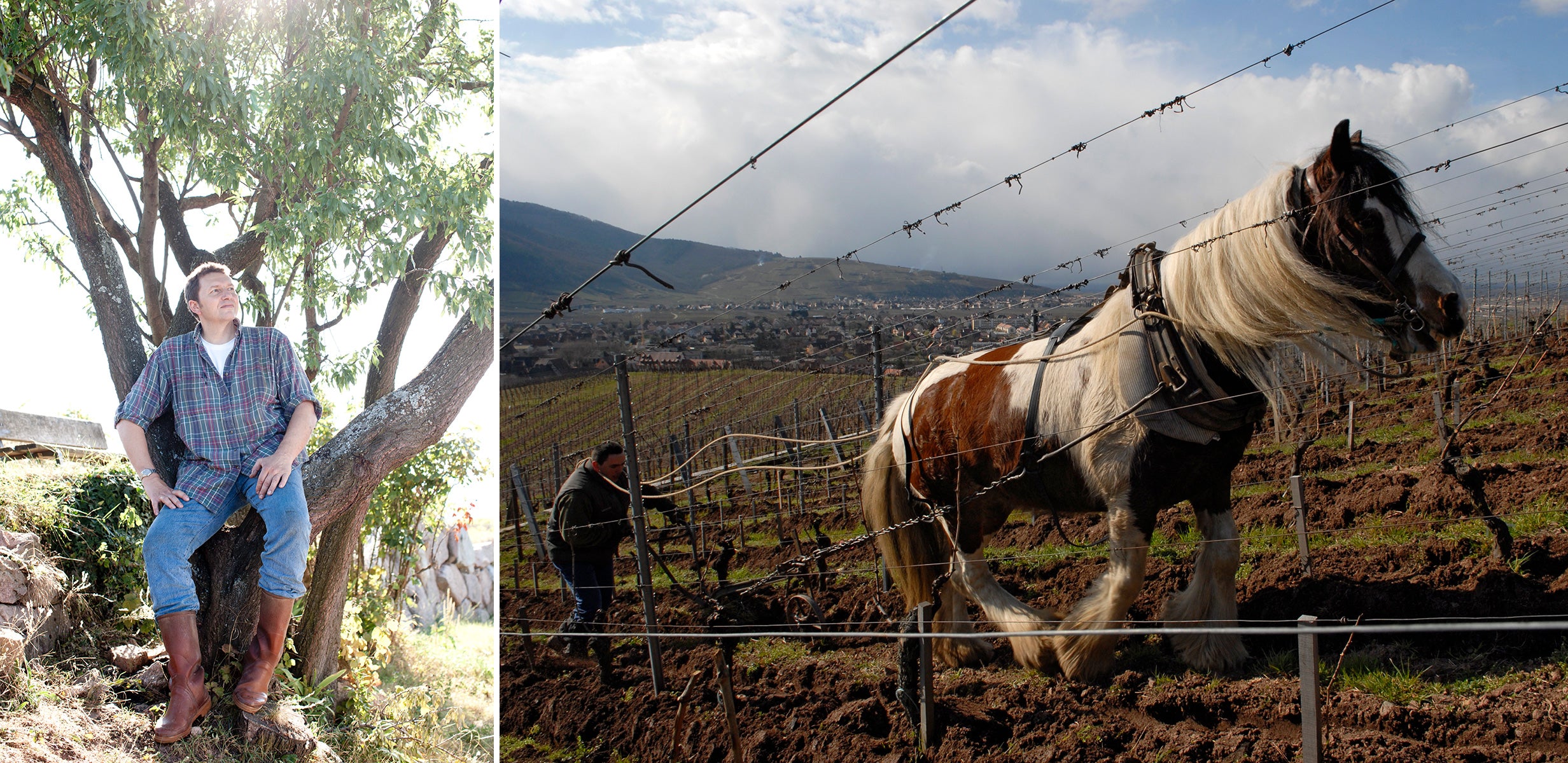 Olivier Humbrech, of Zind Humbrecht, ploughing by horse in their Brand Vineyard.