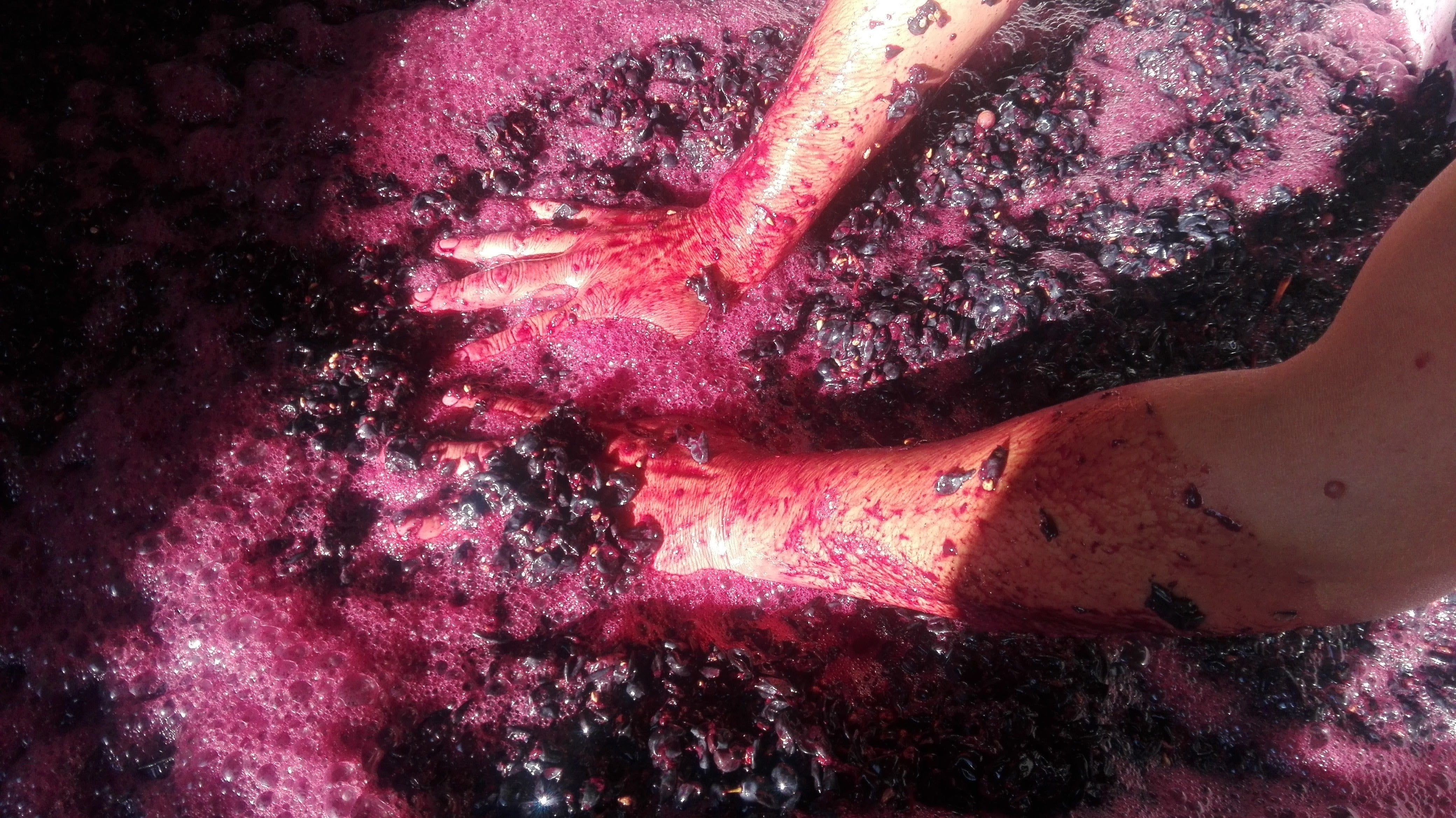 More gentle handling of the 'cap' of grape skins and stems during fermentation results in lighter coloured wines with less muscly tannins, described as less extracted.