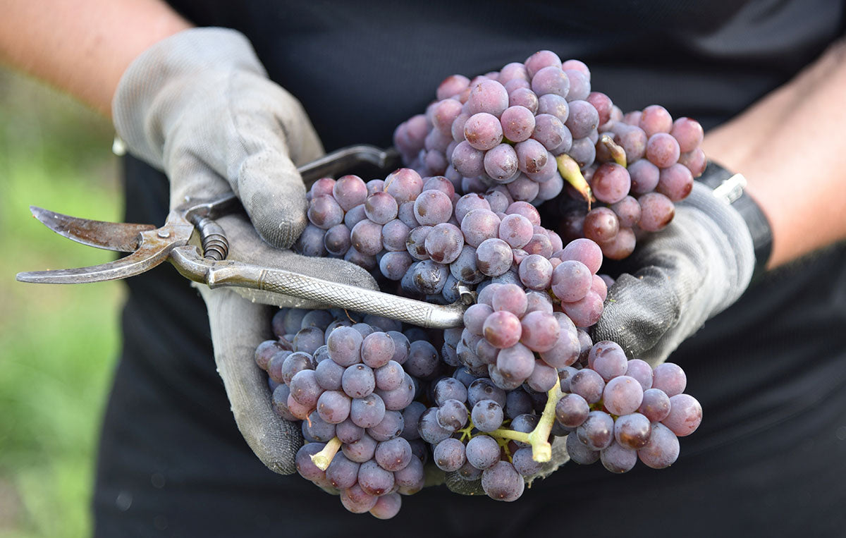 The distinctive, pink-tinged skins of Pinot Gris