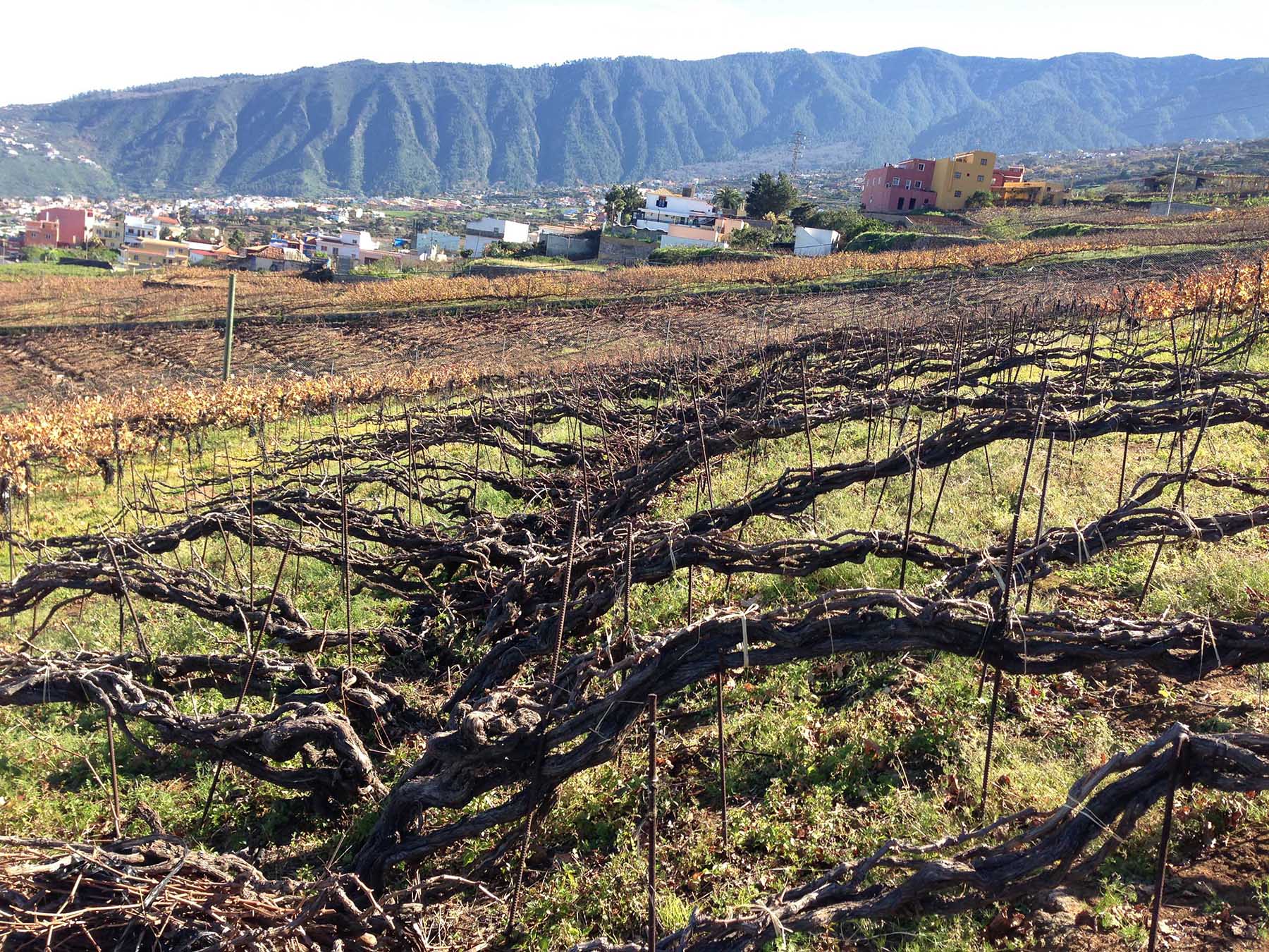 The volcanic vineyards in Tenerife express 'reduction' due to their soils, rather than winemaking alone.