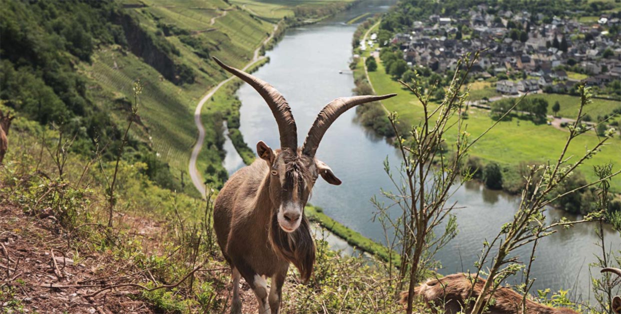 Clemens farms biodynamically and encourages a broad biodiversity in his vineyards