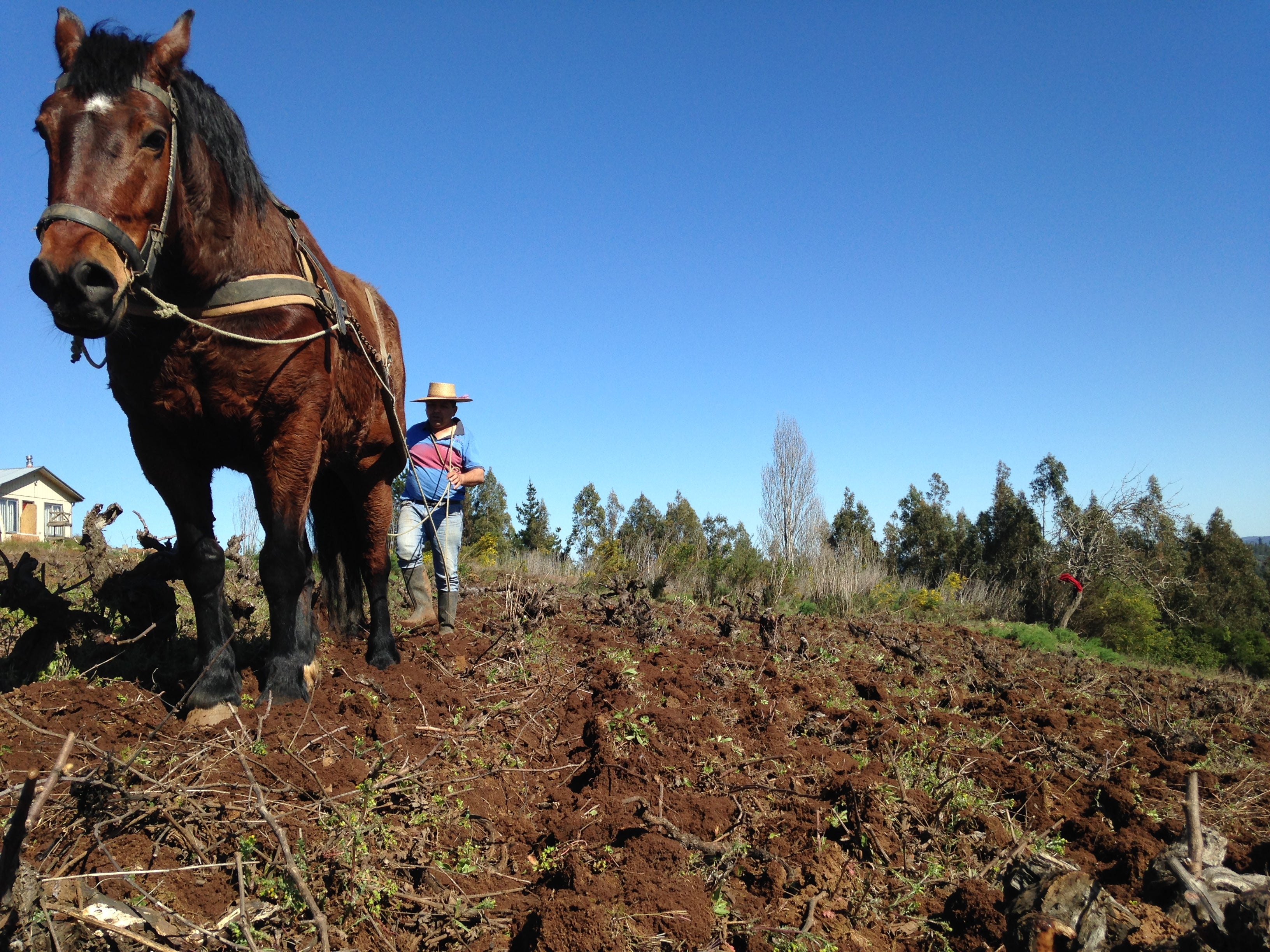 Traditional ploughing in Itata