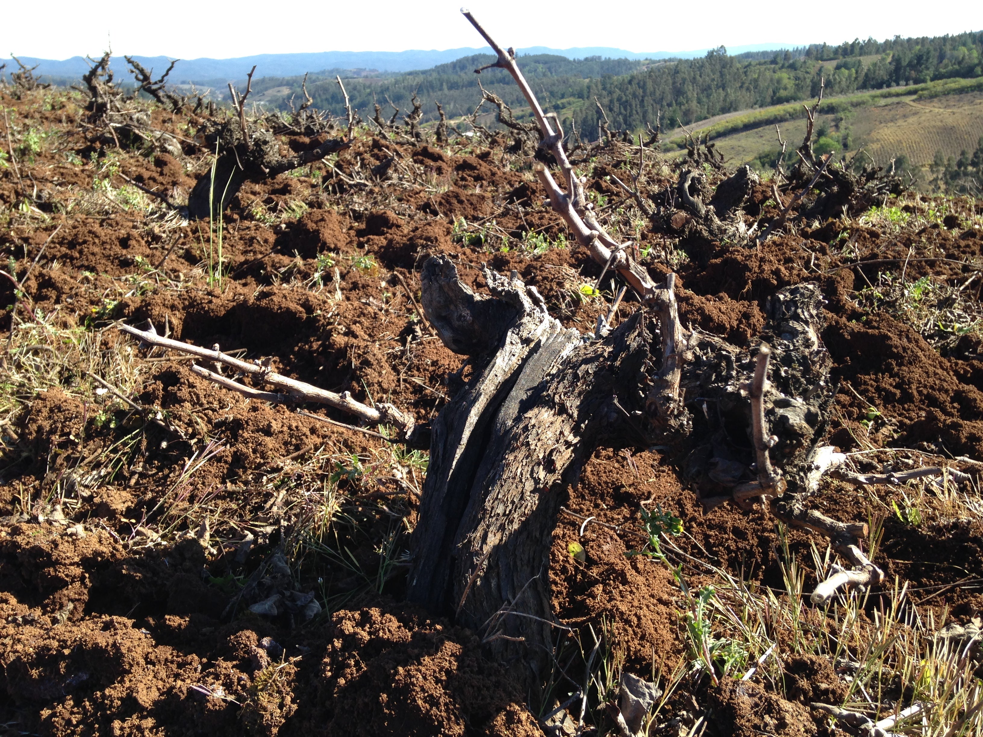 Incredible old vines in Itata