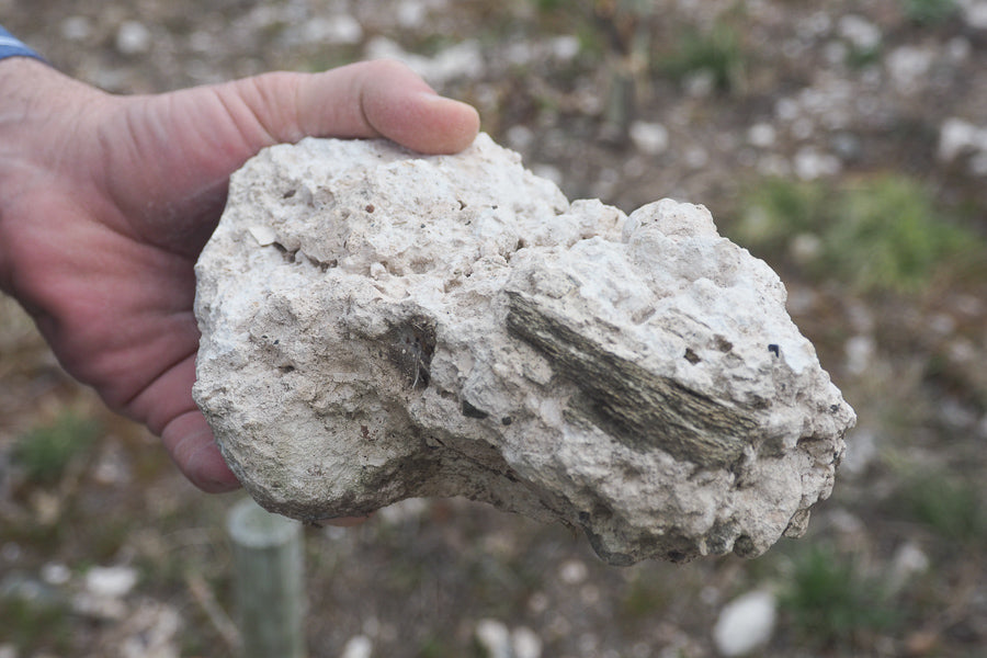 The calcium rich soils of Per Se, photographed by Jamie Goode