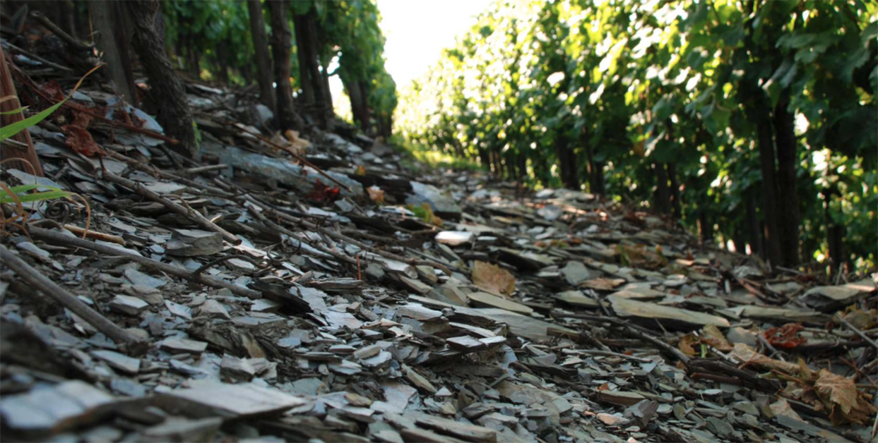 The soils in Clemens' vineyards are a mix of grey, blue and red slate