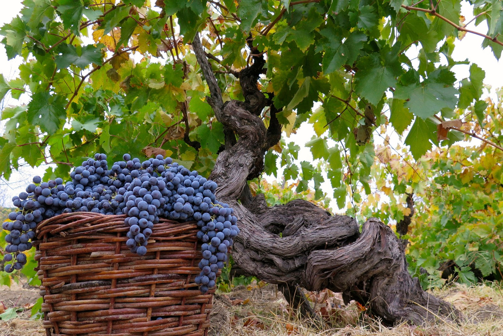 200 year old País vine at González Bastías in the Maule Valley, Chile