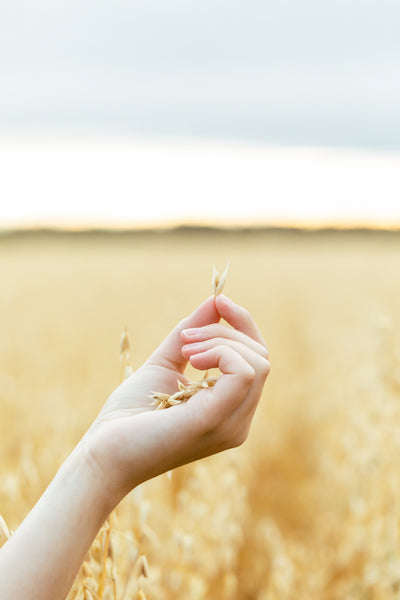 Oat field