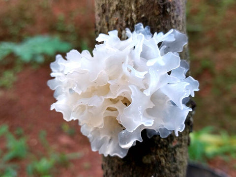 Tremella Benefits