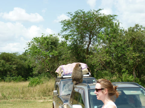 Pearls of Africa Impressionen Uganda Affe auf Auto