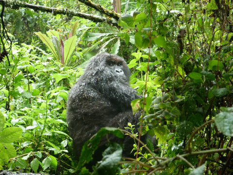 Pearls of Africa Impressionen Uganda Gorilla
