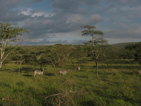 Pearls of Africa Impressionen Uganda Zebras