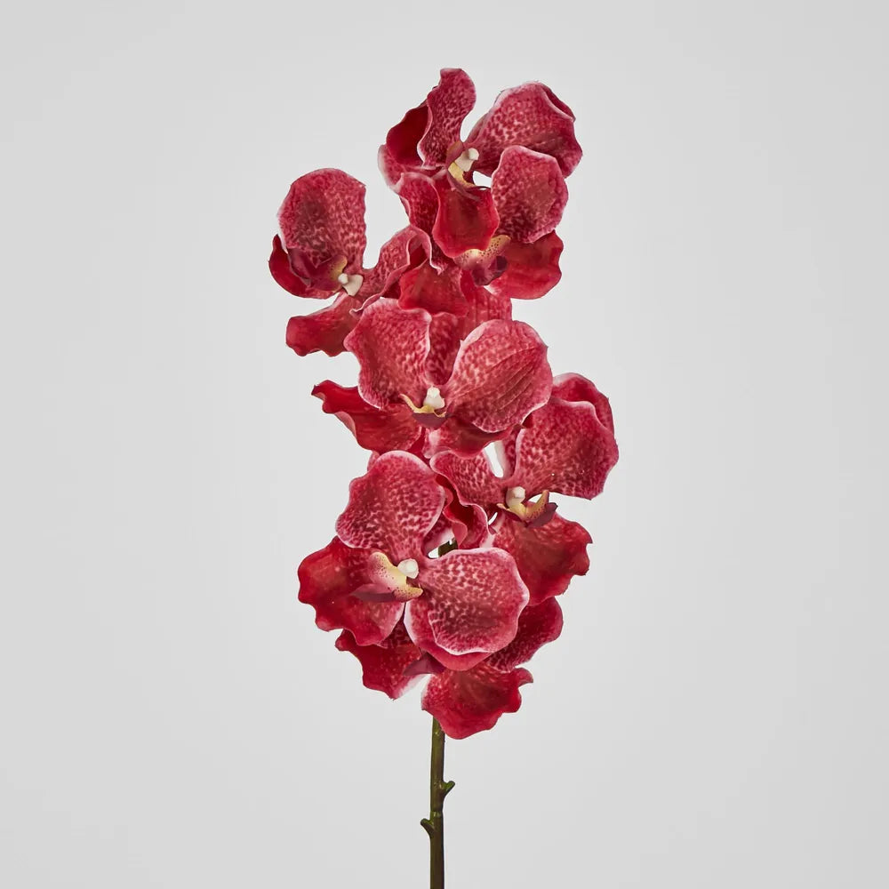 Orchid Stem Real Touch 78cm Fuschia Red Pack of 12 - Flora Designs Australia product image