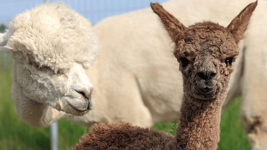 A Beginner's Guide to Starting an Alpaca Fibre Farm - Green Gable Alpacas