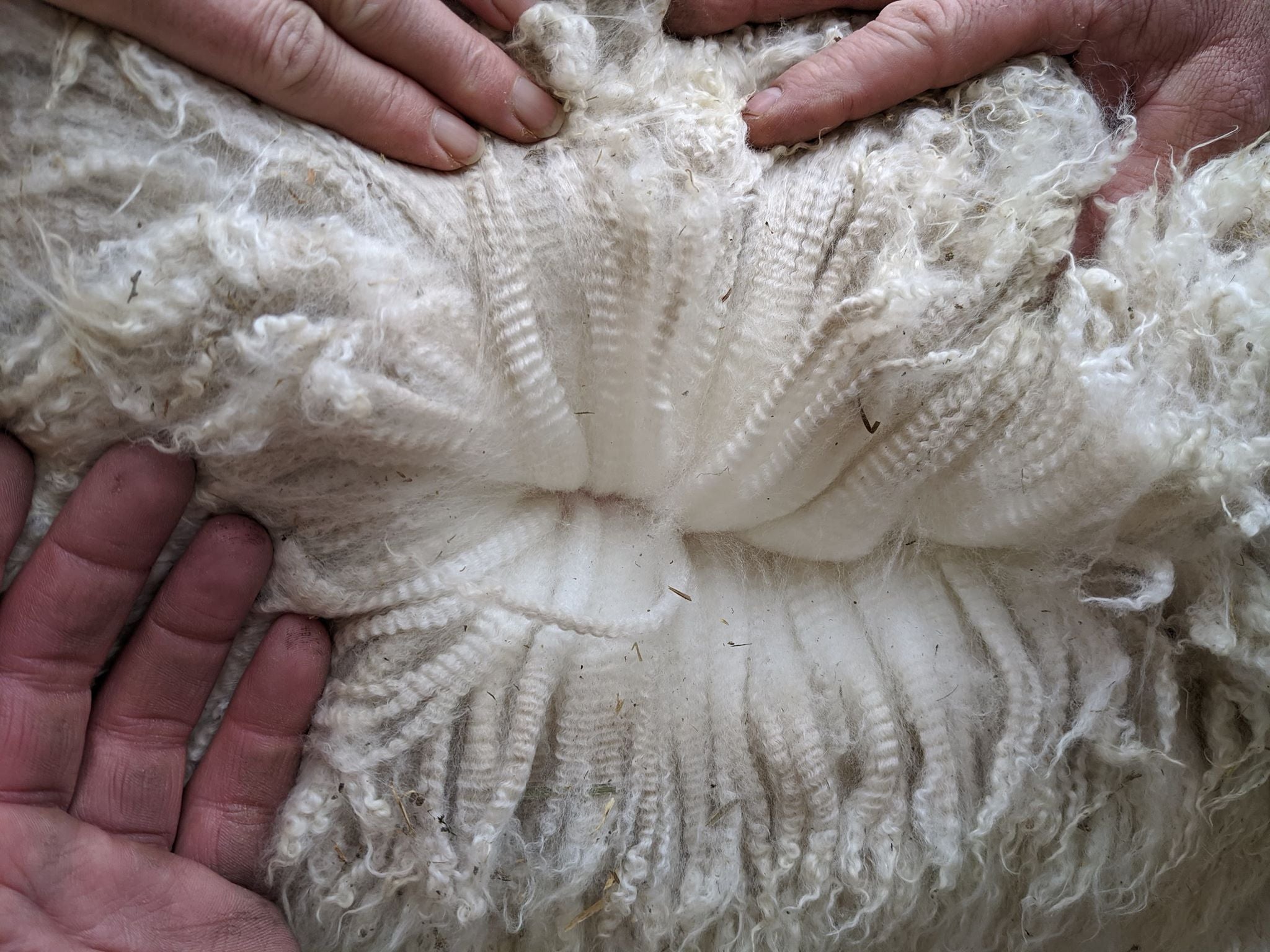 Fleece of Arriba Authentic