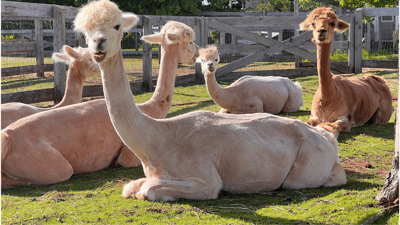 A group of alpacas enjoying a sunny day.