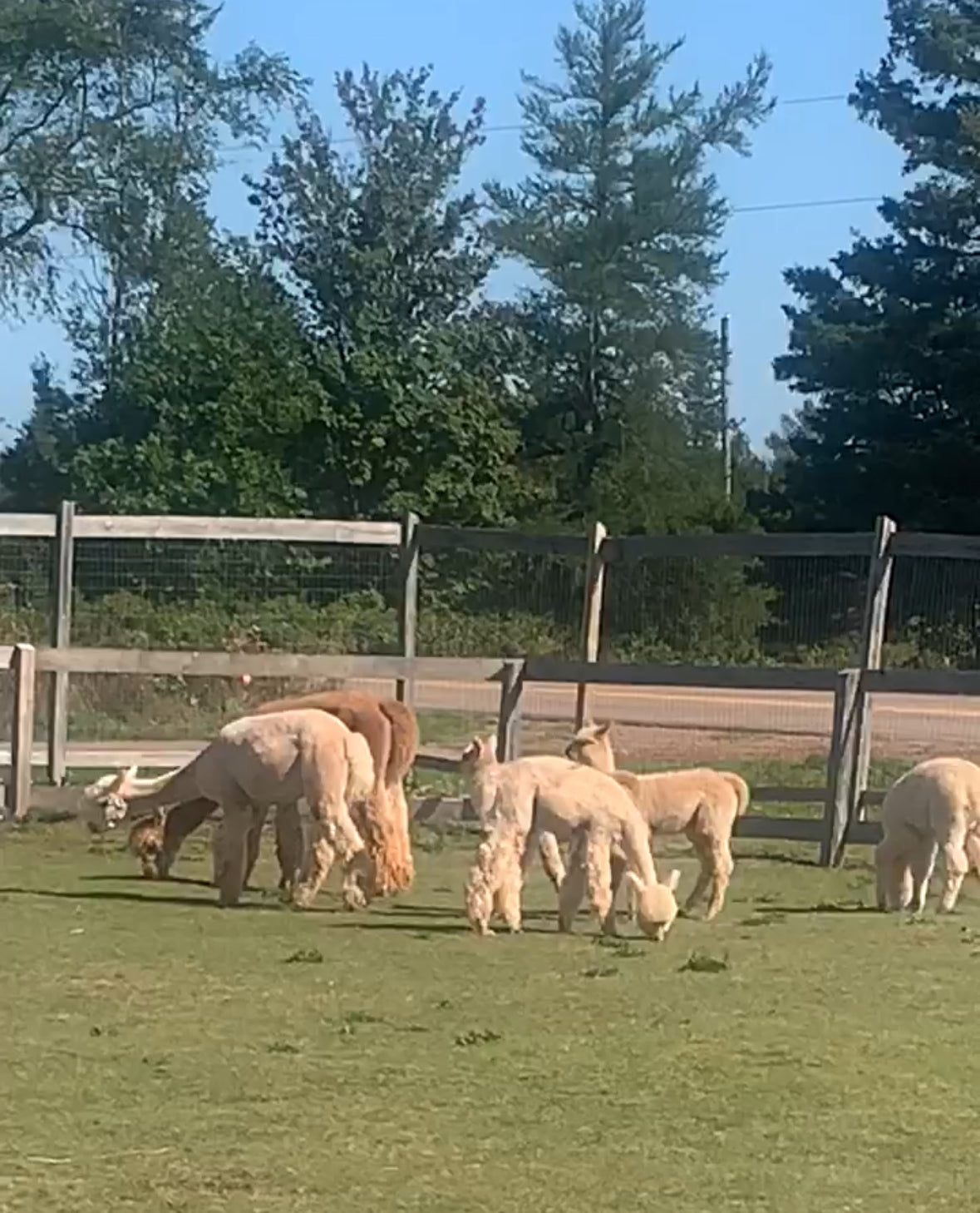 A group of alpacas grazing in the sun.