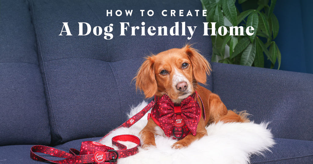 A Guide To Puppy Proofing Your Home