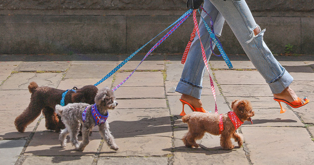 dog-walking-with-3-dogs-chihuahua-poodle