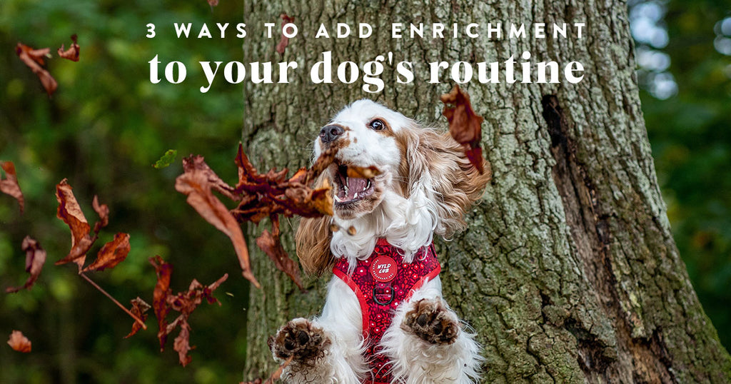 cute-spaniel-dog-jumping-enrichment-autumn