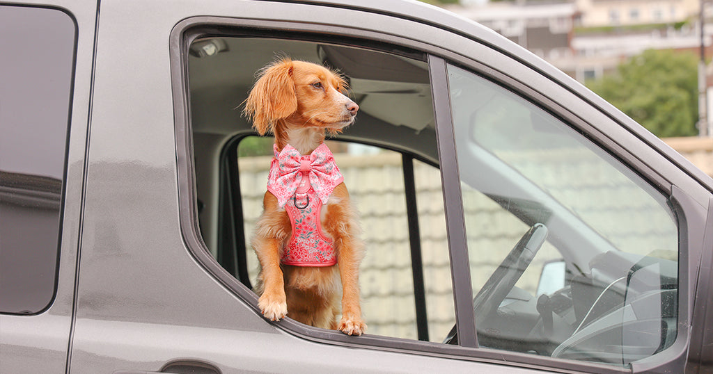 Wyld-Cub-cute-dog-in-car-how-to-stop-puppy-dog-car-sickness