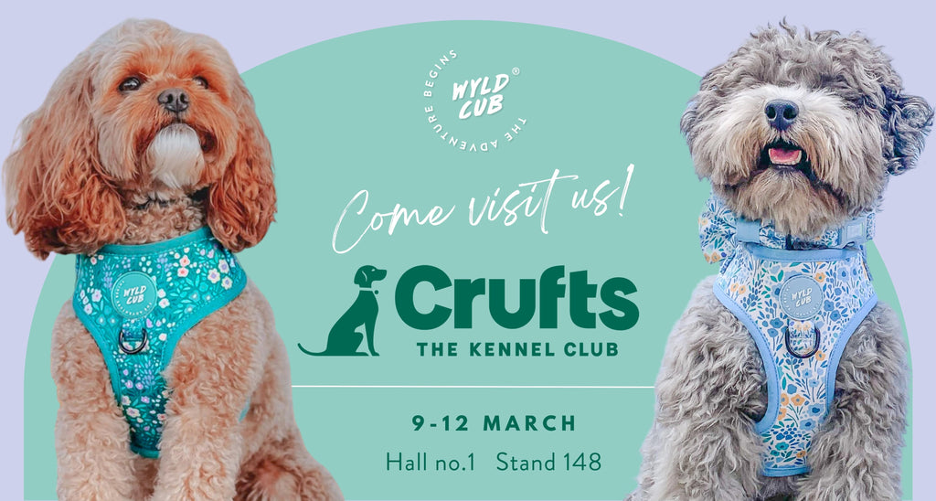 Wyld Cub at Crufts 2023