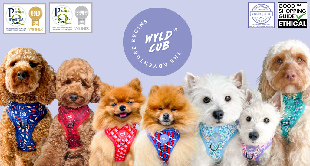 Wyld Cub Reviews Dog Puppy Harness PATS Sandown Telford Event