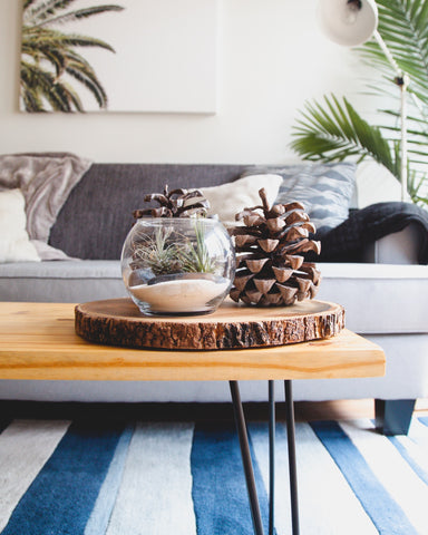 Terrarium and pine cones sitting on living room table with a plant and painting in the background 