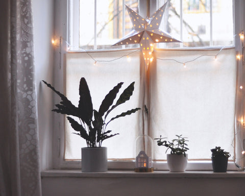 Rattlesnake Calathea and other plants on a window sill along with some Christmas decorations and lights