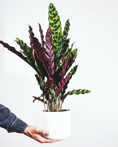 Hand holiding a calathea rattlesnake plant against a white wall