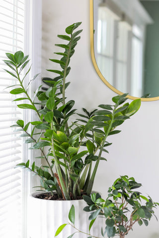 ZZ Plant Near Window