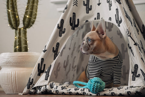 A little dog hanging out in a cactus tent, the cactus is wrapped in holiday lights