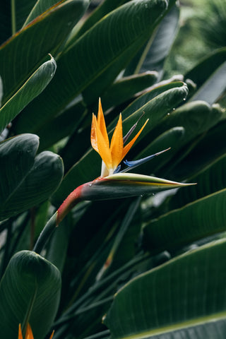 Bird of Paradise Plant Flowering