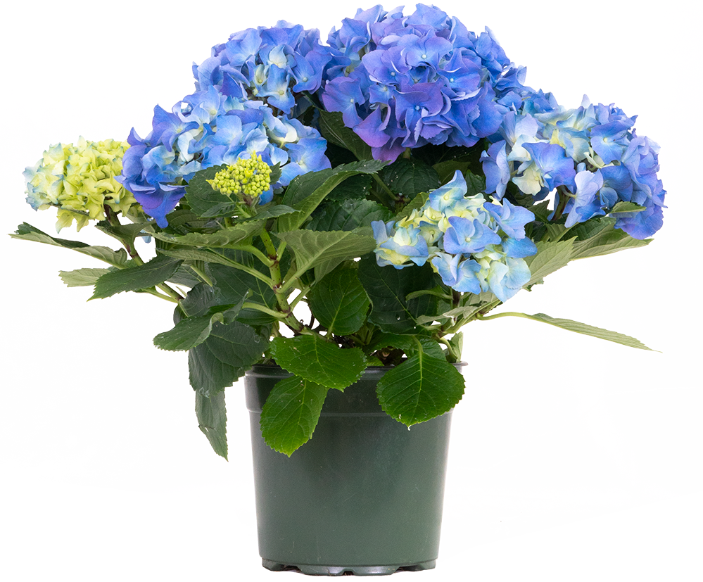 Hydrangea Macrophylla Blue | Mophead Hydrangea (M)